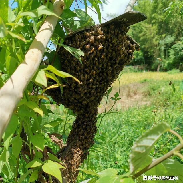 蜂群的分蜂与乱昼现象容易搞混怎么办专家记住这三个细节