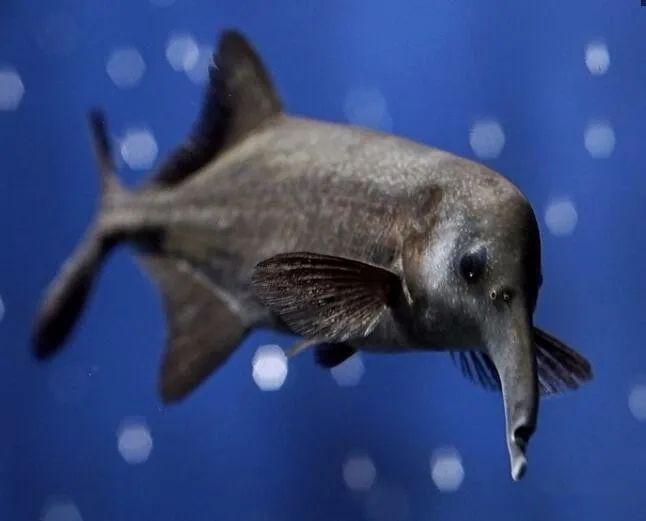 原创体形怪异的象鼻子鱼,因有一条长鼻子而得名,靠发出电脉冲而生存