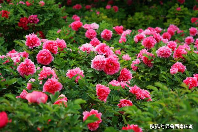 2020年菏泽牡丹花会举办时间及观赏时间