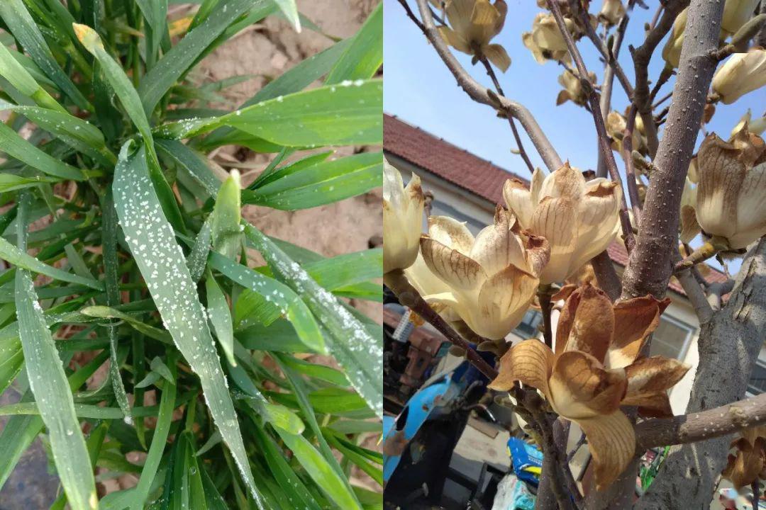 花前花后药喷打大露加花脸康等措施,降低低温霜冻给果树带来的危害