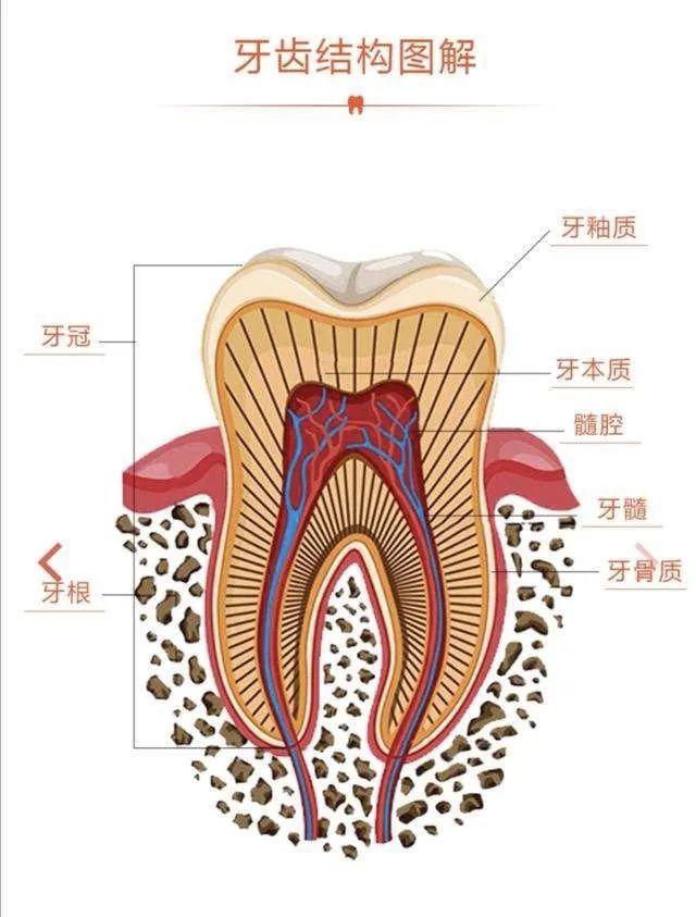 之后通过共享图片,给他们介绍了牙齿由哪些构成,让他们对牙齿的构造有