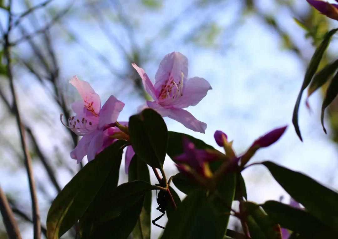 " haiermian""孩儿面"杜鹃如果把牡丹称作"花王",芍药称为"花仙"