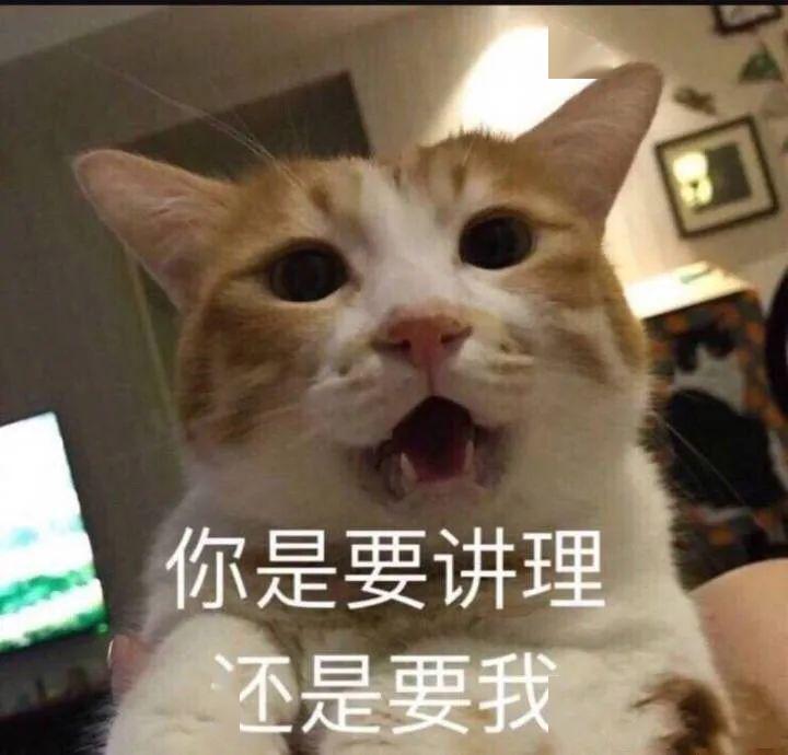猫对你骂骂咧咧?它就是在骂你!