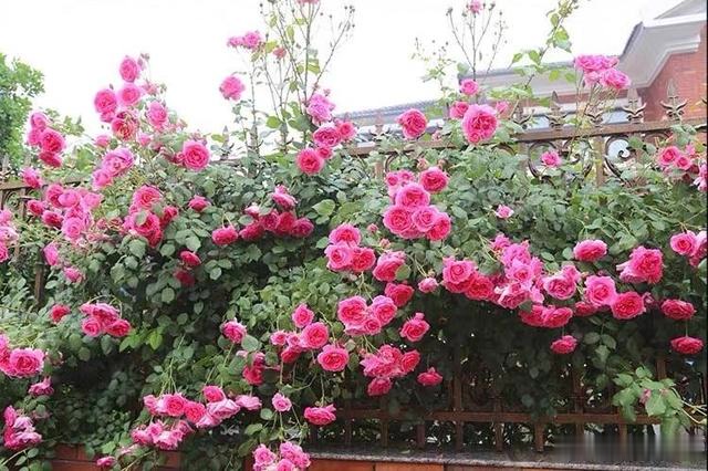 春天养月季,种盆"龙沙宝石",开花数量多,2年开成花墙