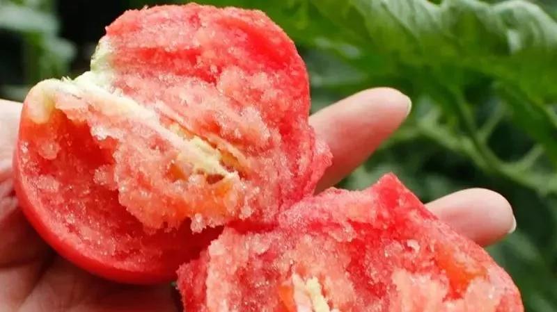 【泾阳普罗旺斯西红柿】让舌尖颤抖的清甜 这样的西红柿你吃过吗