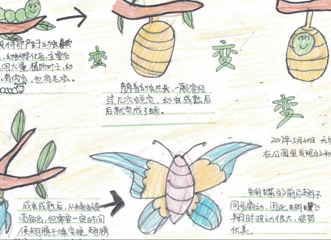 自然笔记全国青少年自然笔记大赛优秀作品欣赏第十一期