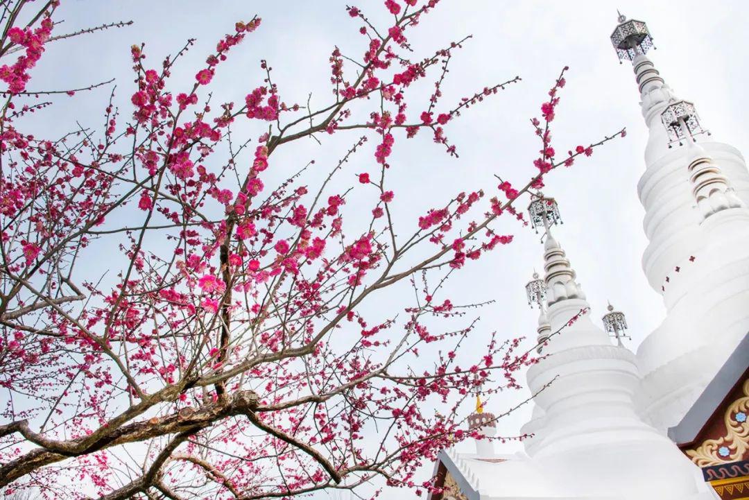 我梦见坐船看桃花，一场心灵之旅的解读