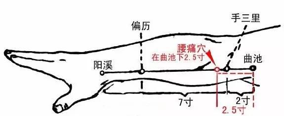 5寸,手三里下0.5寸.图中红色穴位处.