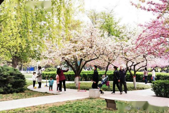 近日,西安市长安区郭杜街道樱花广场的樱花全部盛开,灿若云霞,美不胜