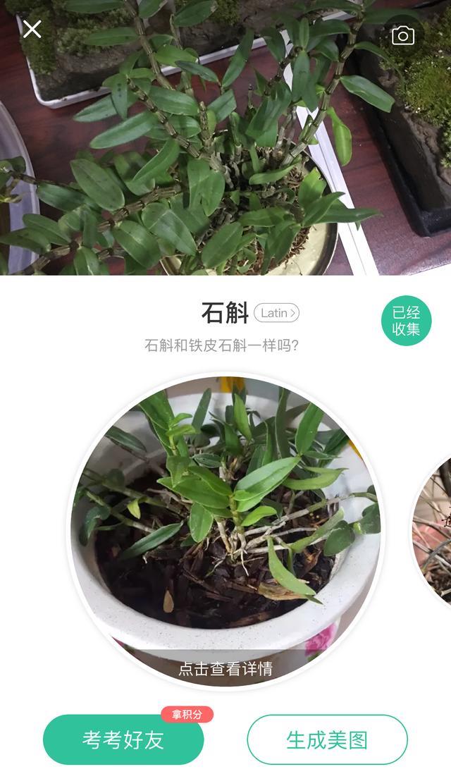 扫一扫识别植物名称 ac0afd15d0454c139bca853006123745.jpeg