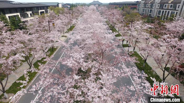 江苏扬州迎来赏樱黄金期 鉴真路樱花漫天_大道