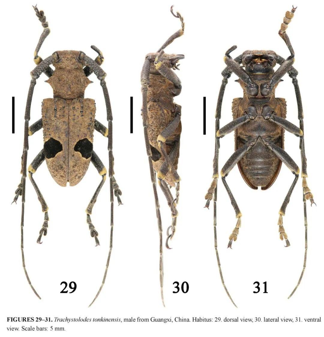 【虫研捷报】糙天牛属分类学修订发表