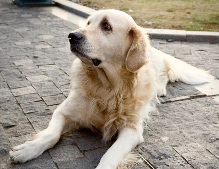 狗为啥吃东西不咀嚼 b08ecfd9cf8445618e4e339bbbd16006.jpeg