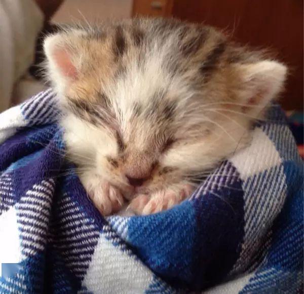 最萌不过小奶猫治愈系专属