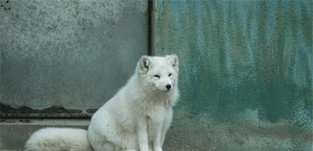 白狐狸图片大全大图高清 c05cdd5c02a3465881f0f91e393a6ec9.jpeg