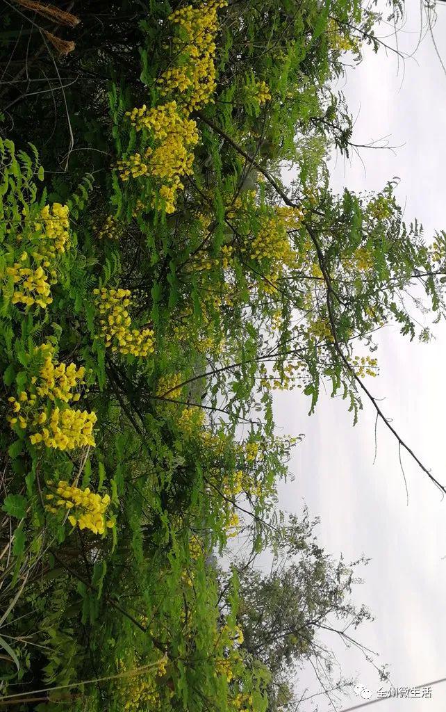 走读全州大贵石山区带刺的黄花俏比油菜花