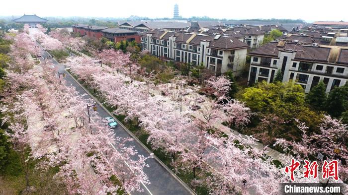 江苏扬州迎来赏樱黄金期 鉴真路樱花漫天_大道