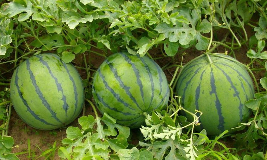 西瓜怎么挑 ce3701b7c19948a89e6ee74a1998f074.jpeg