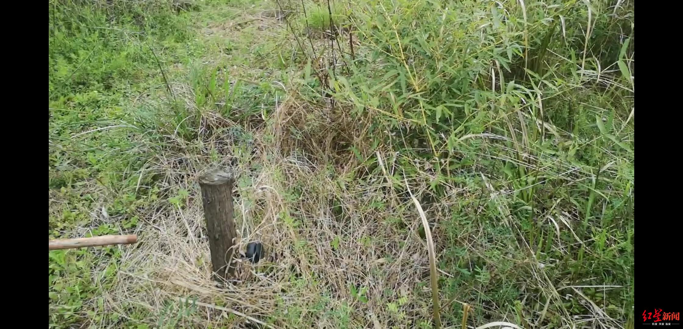 66岁婆婆电死野猪被判拘役背后山梁上搭棚睡5年防野猪糟蹋庄稼