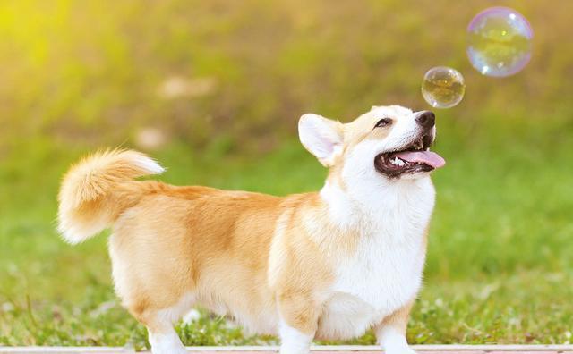 适合家里养的狗小型犬 d38dbc58727c4e07bb4de0b0a222ffea.jpeg