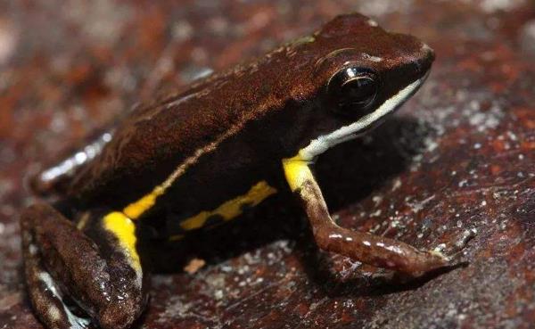 怎么养宠物青蛙 d7db45ec19be4912b833a6f7daf95a82.jpeg