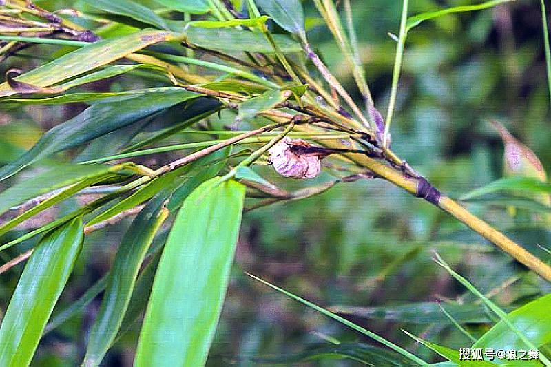酷似腰果,又像蚕茧,人称"竹三七",是镇咳祛痰,治风湿良药