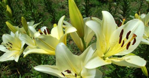 百合的种植方法与技巧 f1f45576015142c9977ea87026f32d93.jpeg