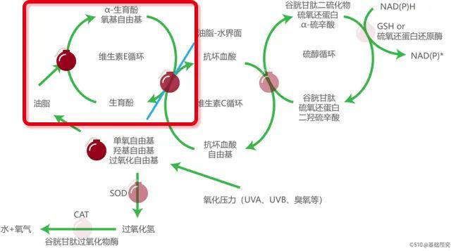 如何搭配才是高效率的抗氧化