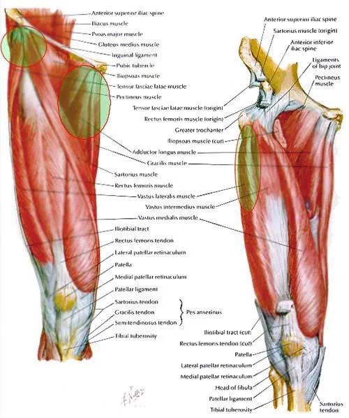 它共享股神经(l2-l4)的神经支配和胫骨结节的常见远端附件.