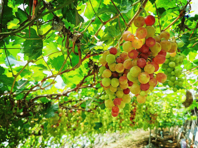 夕阳西下之时,入住山间民宿,入果园看早熟葡萄挂满枝头.