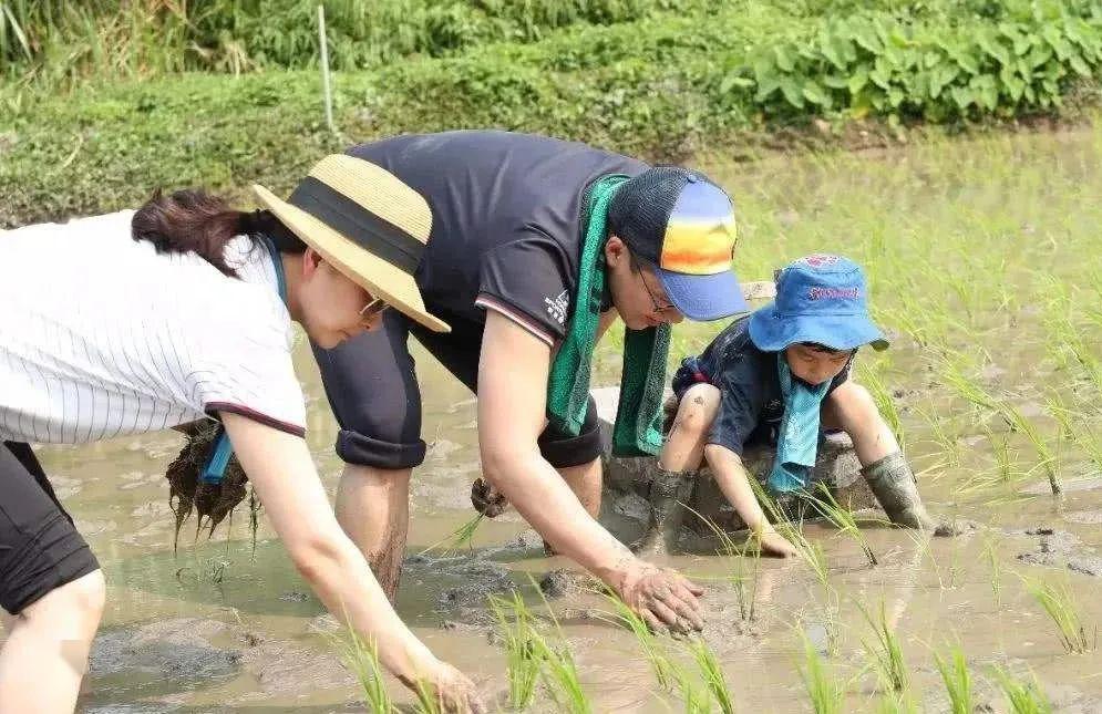 138元抢亲子春耕套票~来樱山花谷一起插秧吧