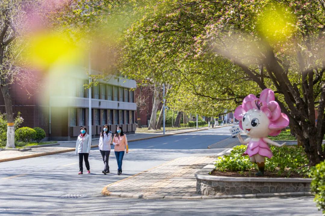 四月来临,天津大学春色满园,海棠枝上蓓蕾初绽.