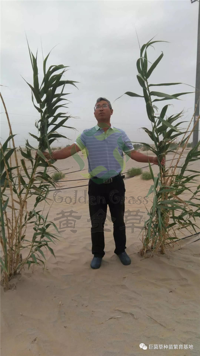 治沙植物,绿洲一号治沙效率高于其他固沙树种_种植