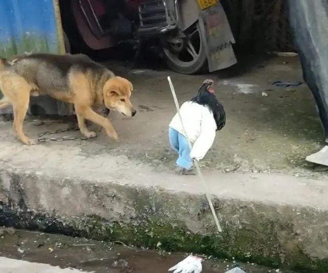 小屁孩拿着木棍气势汹汹要去打狗跑到前面拦阻笑出声了