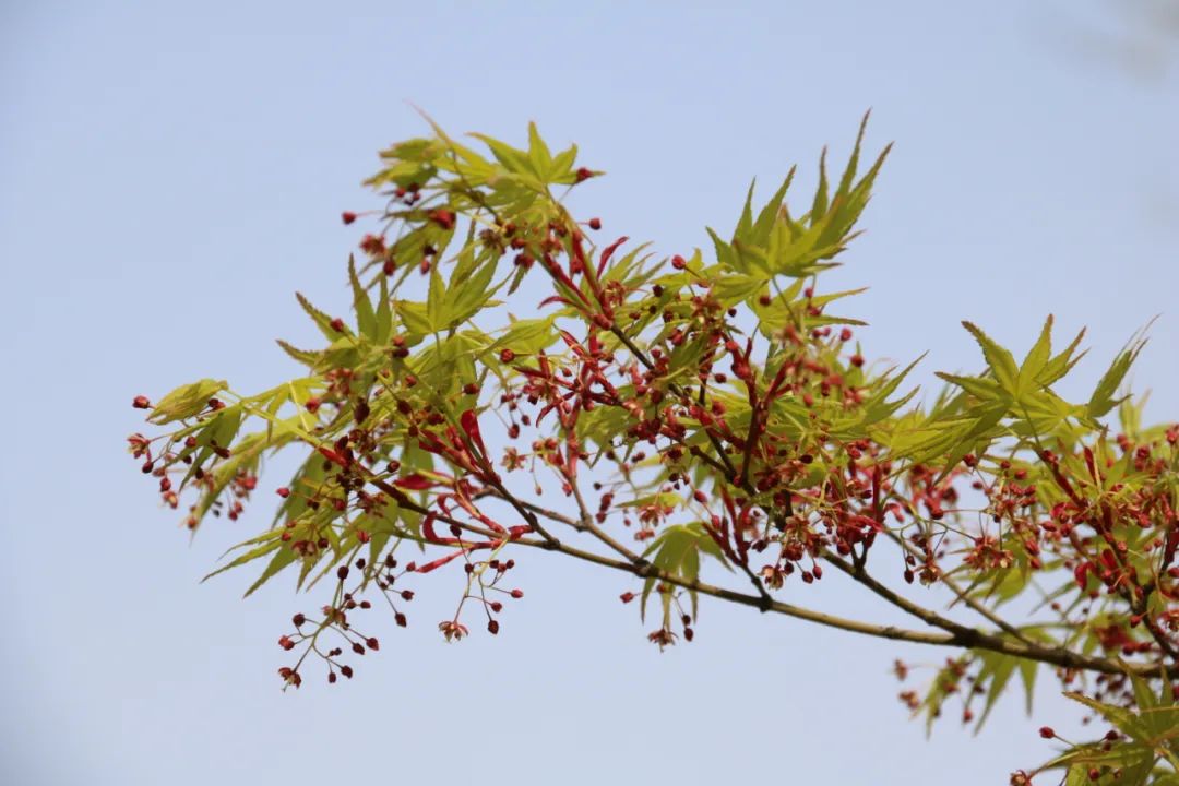 朴树celtis sinensis榆科朴属落叶乔木,花期3-4月,花色黄绿色.