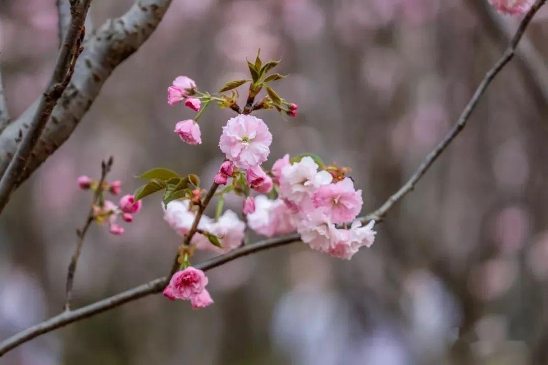 关山樱(红樱),普贤象樱花