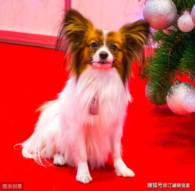 原创蝴蝶犬那么聪明漂亮却很少有人养原来是因为这6个原因