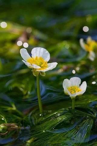 长在水里的一些水生植物果博网址它们的生存条件比陆生植物要严酷的多(图2)