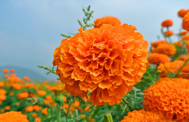 万寿菊(tagetes erecta,菊科万容萄属,原产墨西哥及中美洲.