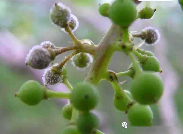 葡萄膨果期重点管理技术方案!