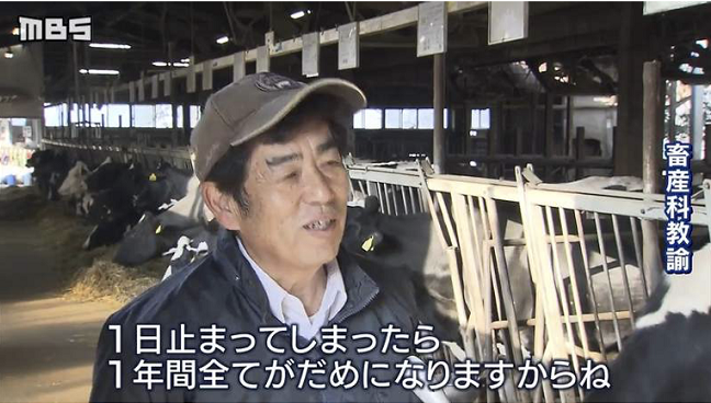 当日本农业系高中停课后，连管种菜的教员都被拉去喂猪了...