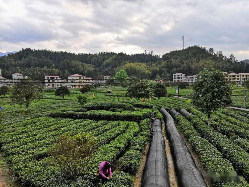 汤湖镇"狗牯脑"茶茶业基地