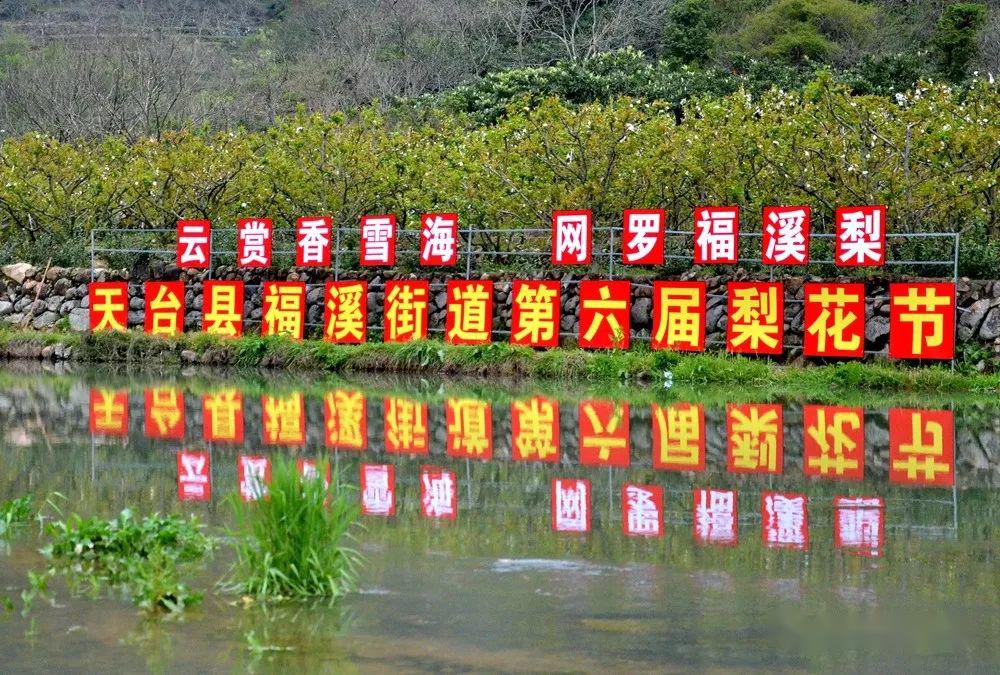 赞福溪街道把万亩梨园美景装进云端里