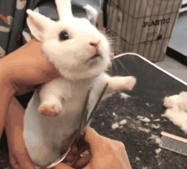 怎么养兔子才能让兔子不死 34e6507b2765406fb2544334fb330b47.jpeg