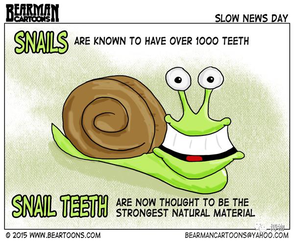 其实人家牙齿多着呢——  帮助蜗牛取食食物最重要的结构是齿舌,这个