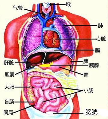 腹部经络一定不能堵