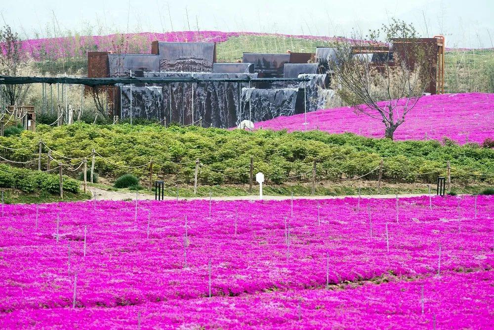 济源牡丹园今日开园!花海碧水惊艳整个春天