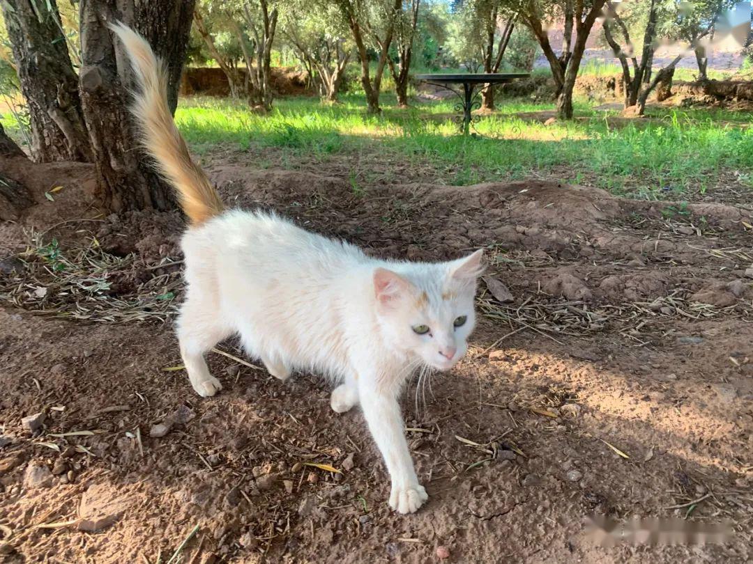 免费送猫骗局最新 481c009b69804a3f97512ec464f3f963.jpeg