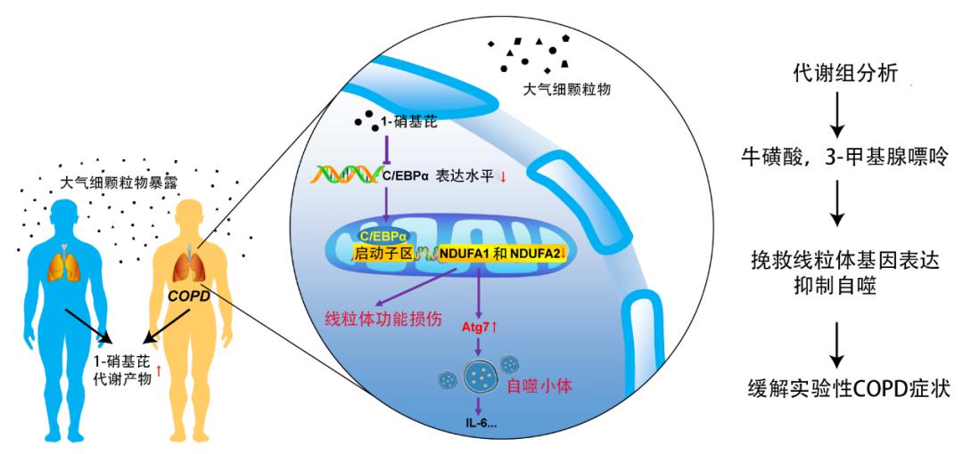 新书推荐 |《大气细颗粒物毒理与健康效应》