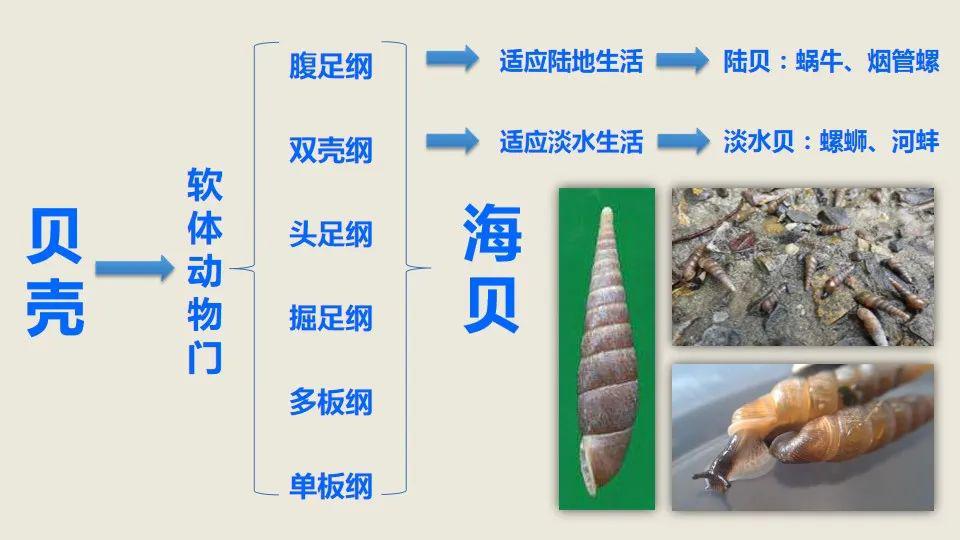 科学课堂丨中国湿地博物馆有贝而来